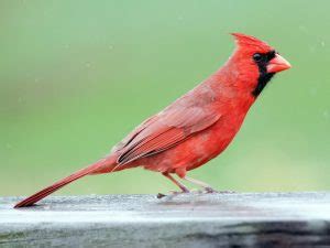 West Virginia State Bird – Cardinal – 50States.com