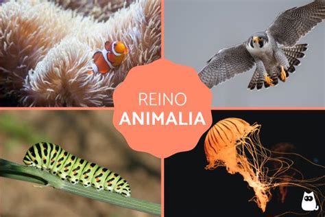 Reino animal o Animalia - Clasificación, características y ejemplos