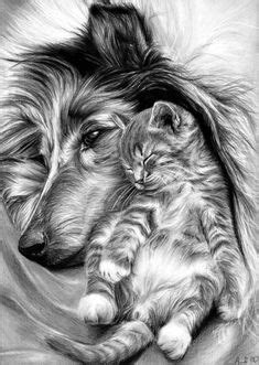 900+ Best Cat Drawing ideas | cat drawing, cat art, animal art