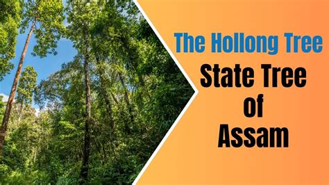 Hollong: State Tree of Assam