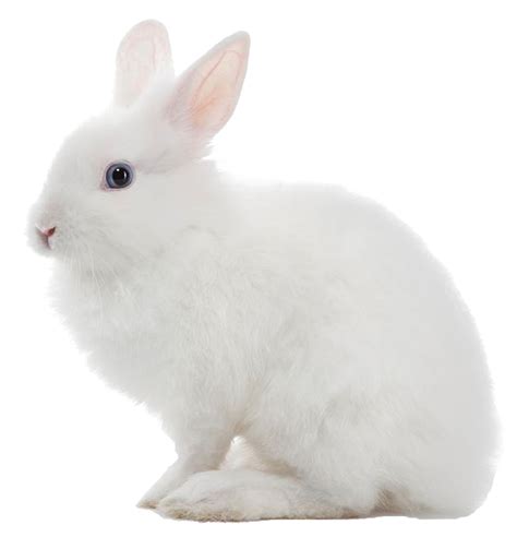 Download White Rabbit PNG Image for Free