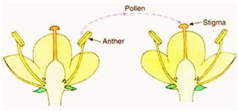 what is cross pollination explain - Brainly.in