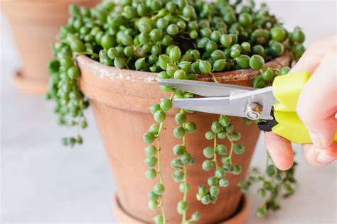 How to Propagate String of Pearls: 3 Methods