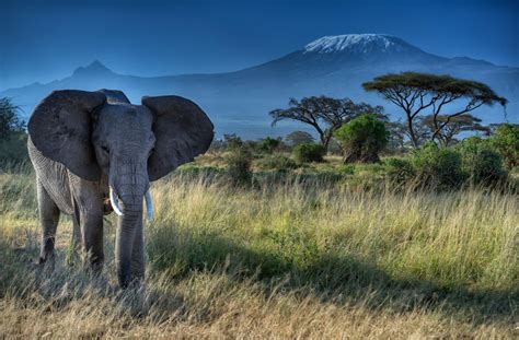 √ Amboseli National Park Kenya Wallpaper