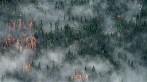 风景森林云雾4k壁纸_图片编号945-壁纸网