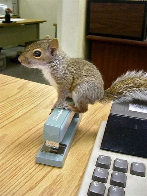 A baby squirrel sitting on a stapler? Awesome. #squirrels #babyanimals | Baby squirrel, Squirrel ...