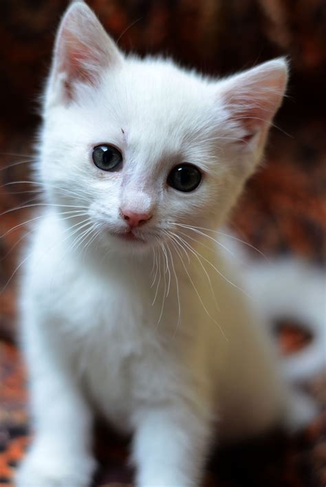 white cat :) | Gatos bonitos, Gatitos lindos y Gatitos adorables