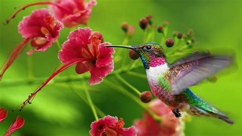 Colorful Sharp Long Beak Hummingbird Is Hovering In Green Background HD ...