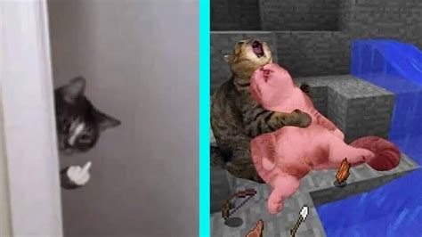 BEST DANK CAT MEMES COMPILATION OF 2020 PART 11 (from TikTok) - YouTube