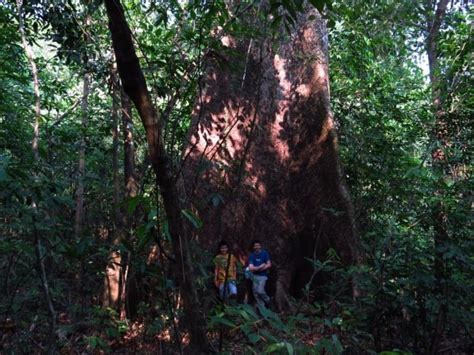 Borneo Jungle Trekking & Wildlife Exploration