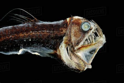 Viperfish (Chauliodus sloani) - deep sea specimen from Portugal - Stock ...