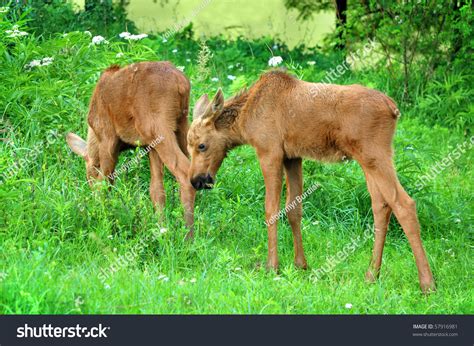 Two Baby Elk Stock Photo 57916981 : Shutterstock