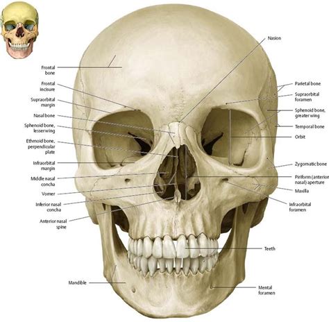 Bones of the Head - Atlas of Anatomy | Anatomia, Teschi, Scultura