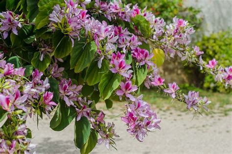 purple orchid tree for sale - Sarina Marion