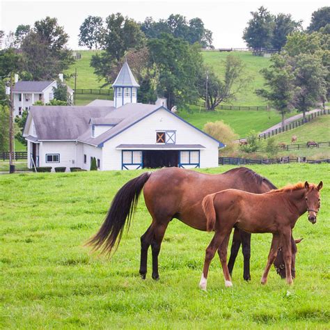 Horse Pasture Grass Seed