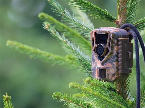 How To Set Up A Trail Camera For Backyard Wildlife