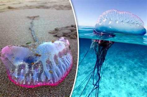 Portuguese Man of War: Britain invaded by thousands of DEADLY jellyfish | Daily Star