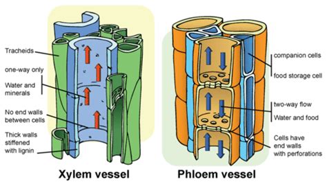 9.8: Vascular Plants - Biology LibreTexts