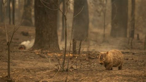 Three billion animals harmed or killed by Australia’s fire – The Times ...