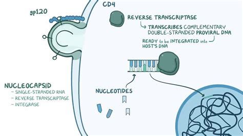 Nucleoside reverse transcriptase inhibitors (NRTIs) - Osmosis