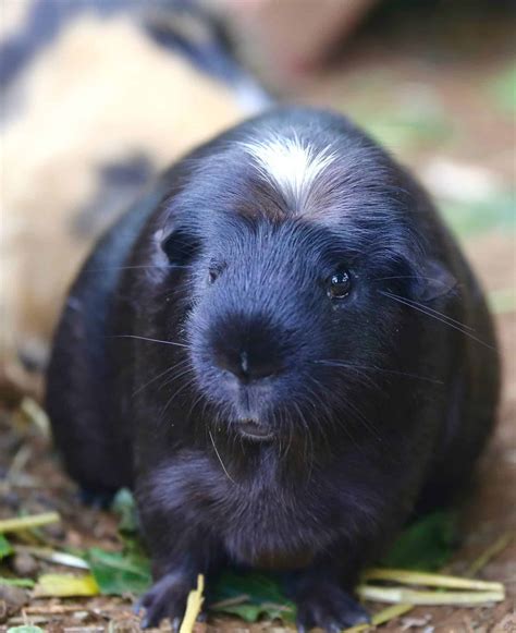 Introductory Care For Cavies (Guinea Pigs) - The Open Sanctuary Project