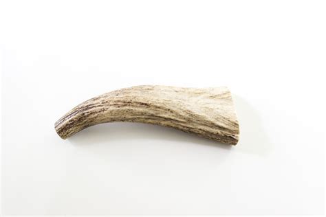 Extra Large Moose Antler (Whole) | cst-antlers