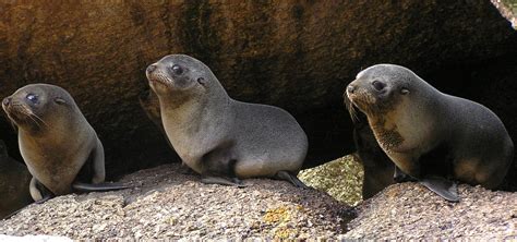 Australian fur seal pups | Australian fur seal pups | Flickr