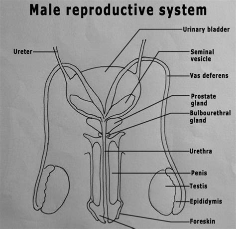 Male Anatomy Diagram - 1 (a) Male reproductive system*; (b) A sagittal ...