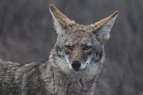 Coyote o Canis latrans - Características, hábitat, costumbres y ...