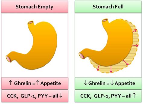 Ghrelin: the Good & Bad + How to Increase/ Decrease Levels - SelfHacked