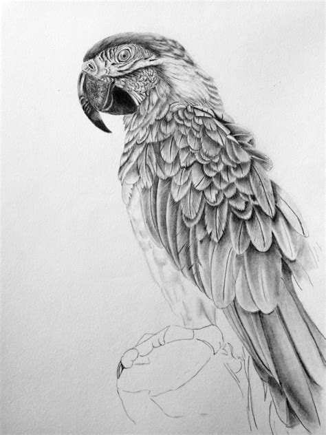 Parrot pencil drawing at paintingvalley.com | explore collection of | Bird pencil drawing ...