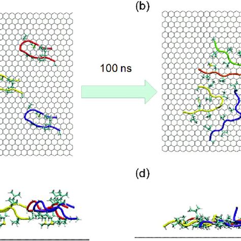 The formation of peptide assemblies: the initial (a, c) and final... | Download Scientific Diagram