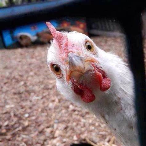 jajaja | Immagini di pollo, Foto lol, Foto di animali divertenti