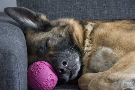 Do German Shepherd Puppies Sleep A Lot? Get All the Facts About Their Sleeping Patterns! - Only ...