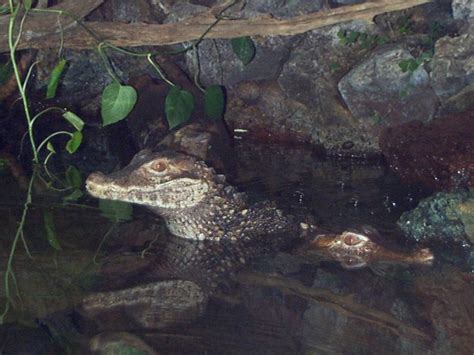 Dwarf Caiman: WhoZoo