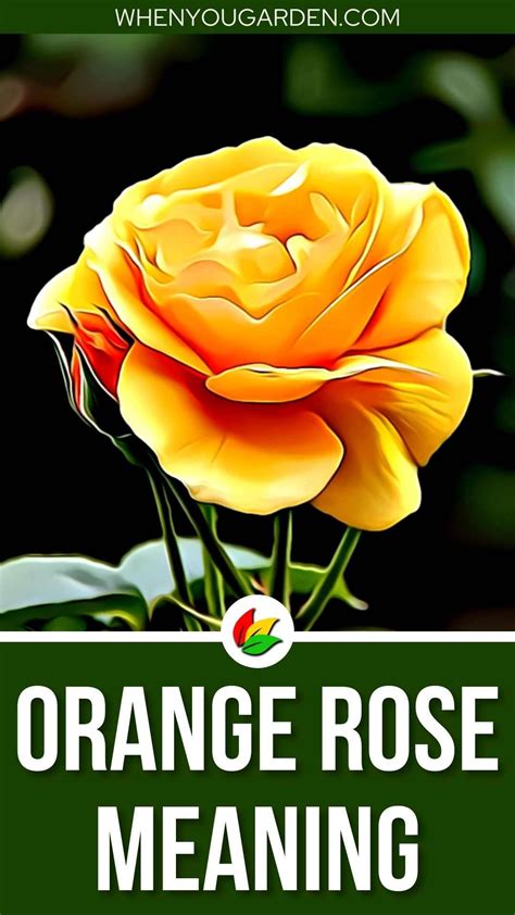 Orange Rose Meaning and Symbolism - WhenYouGarden.com