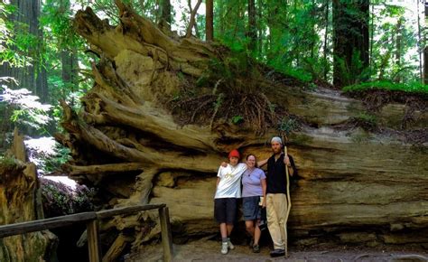 Explore the California Redwoods in Jedediah Smith Redwoods State Park | State parks, State park ...