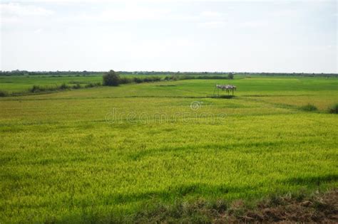 Rice field in Cambodia stock photo. Image of field, industry - 26115424