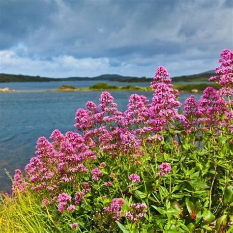Red valerian flowers on the coast of Ardmore Bay, county Galway Ireland. Stock Photo Bay County ...