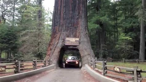 Giant Redwood Trees