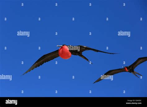 Flying male frigatebird during mating season Stock Photo - Alamy