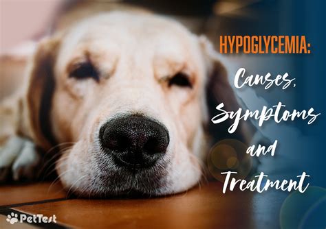 Hypoglycemia: Causes, Symptoms and Treatment - Dogs Experts