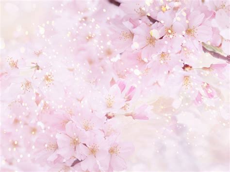 Sakura Flower Wallpapers - Wallpaper Cave