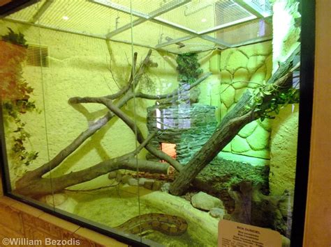 Boa Constrictor Enclosure - ZooChat