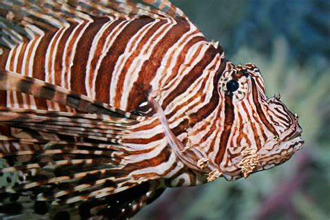 File:Lion fish melb aquarium.jpg - Wikimedia Commons