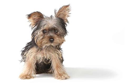 Teacup Yorkies: Complete Guide To These Tiny Canine Companions