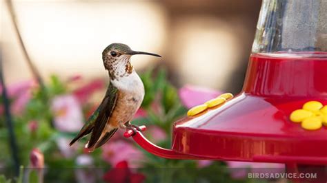 What To Put In Hummingbird Feeder? Some Useful Tips