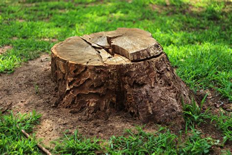 The Dangers of DIY Tree Stump Removal