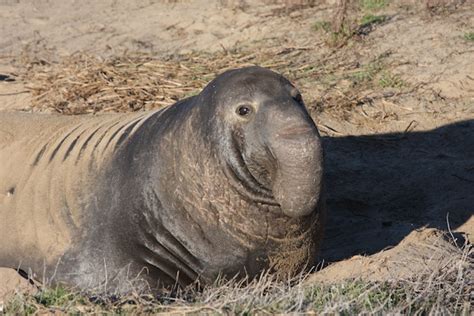 Northern Elephant Seal - Seal Facts and Information