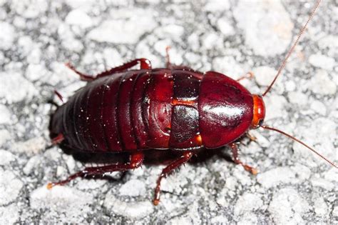 Madagascar Hissing Cockroach Facts, Identification, Diet, and Pictures